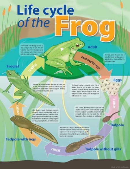 Life Cycle of a Frog Chart