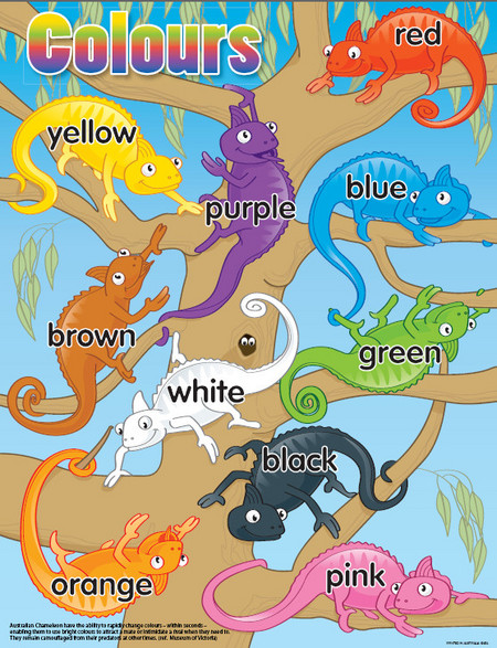 Colour Ozzie Chameleons Chart